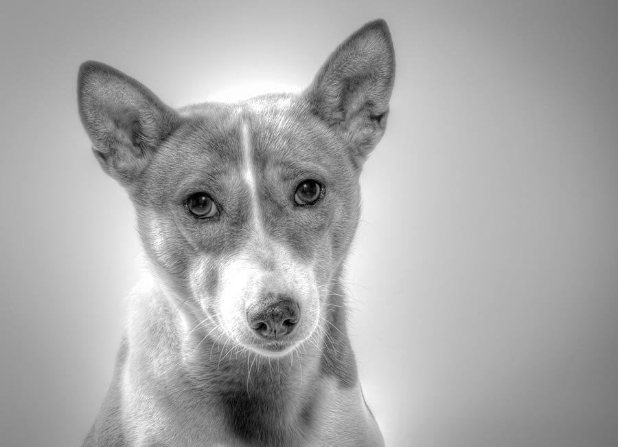 etapas-del-duelo-mascota