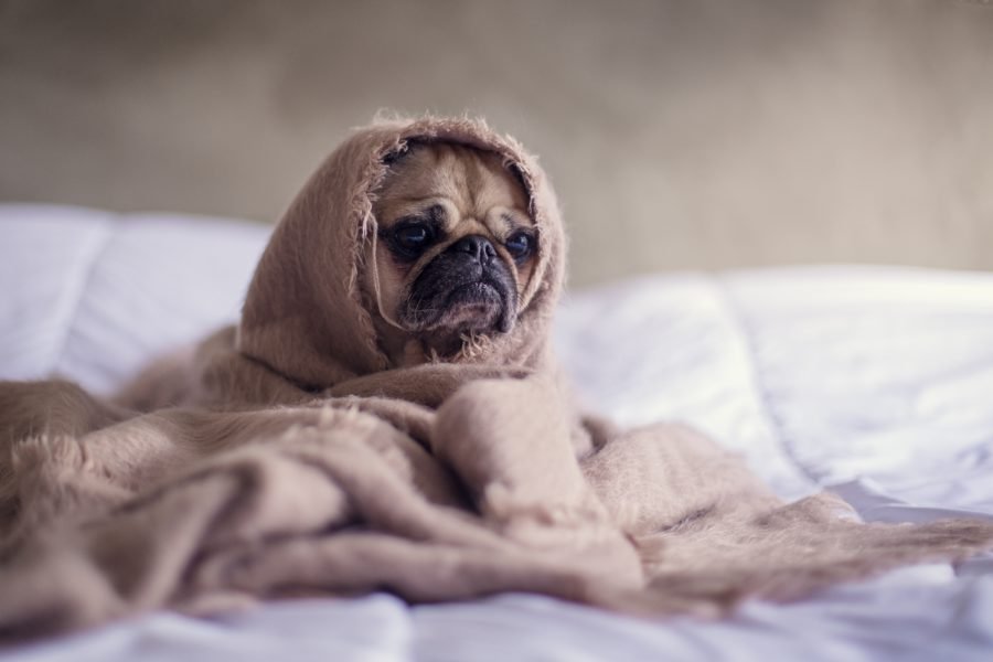 fiebre en perros (2)