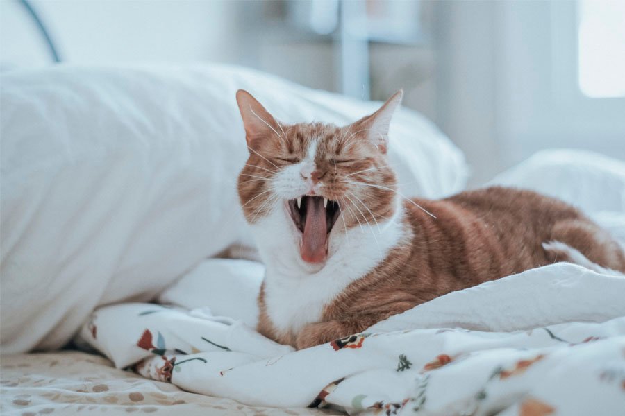 Tengo alergia a mi gato: ¿Qué hago? Trucos y remedios