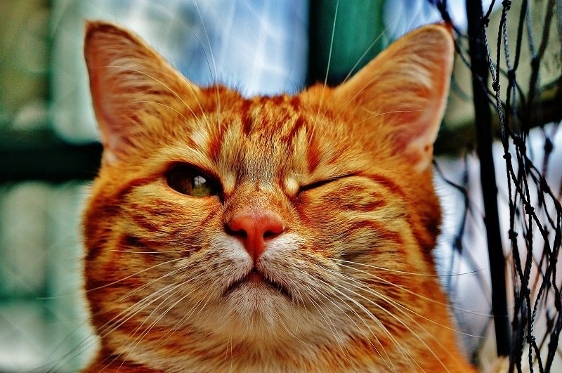 gato-guinando-ojo