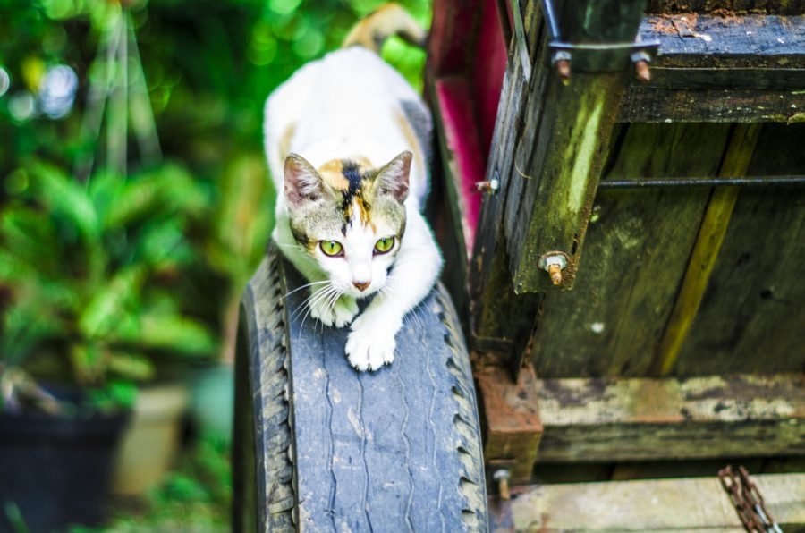 gato cazar
