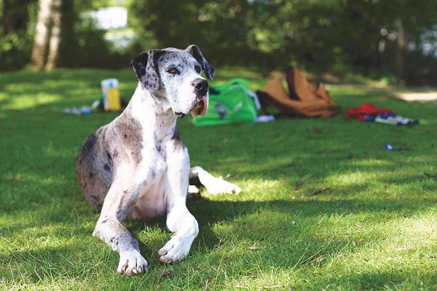 gran-danes
