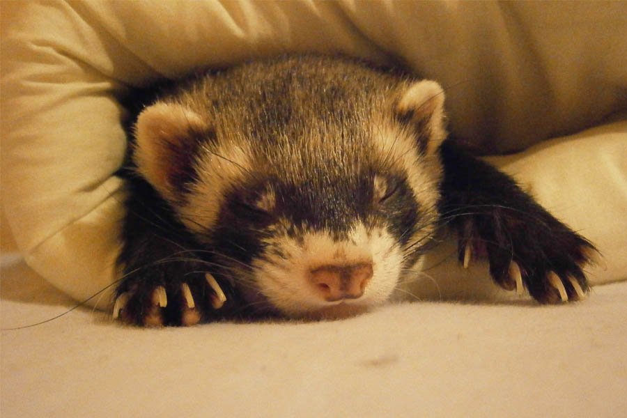 Consejos para tener un hurón como mascota