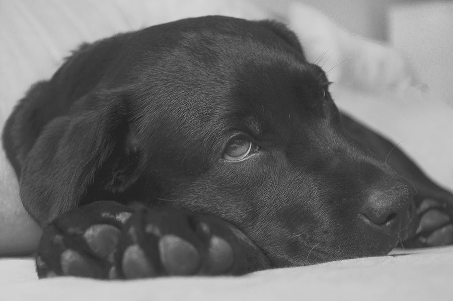 leishmaniasis -perro-triste