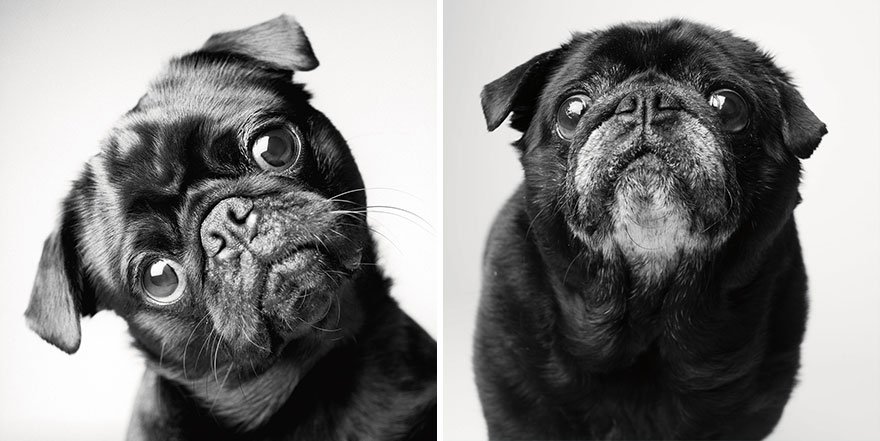 libro-retratos-perros-envejeciendo-amanda-jones-2