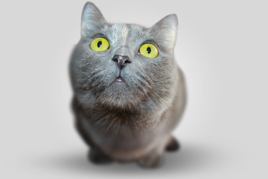 nombres-para-gato (2)