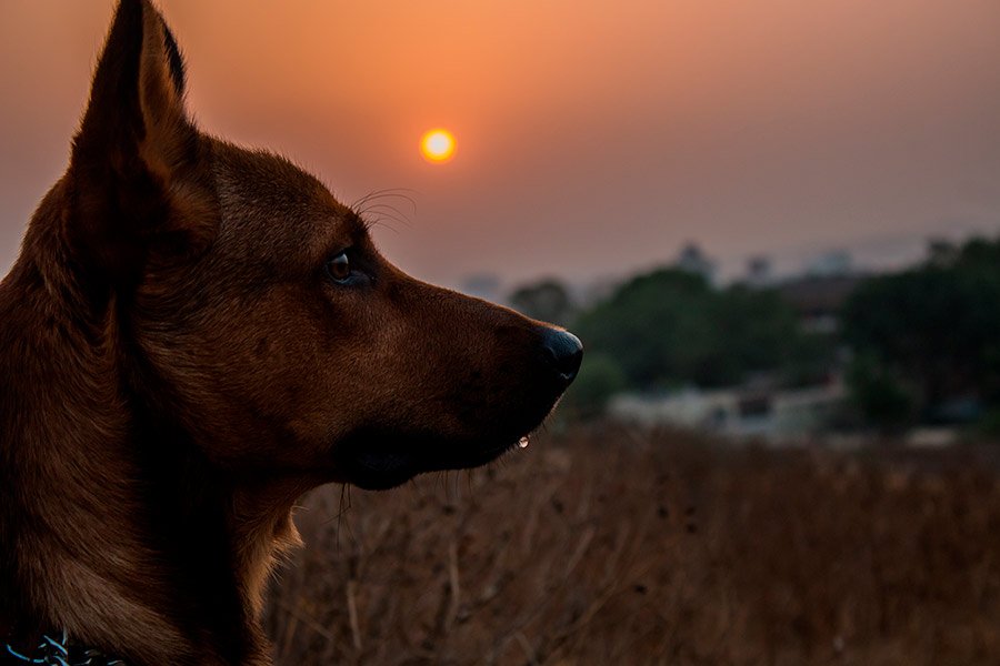 perro crematorio de mascotas