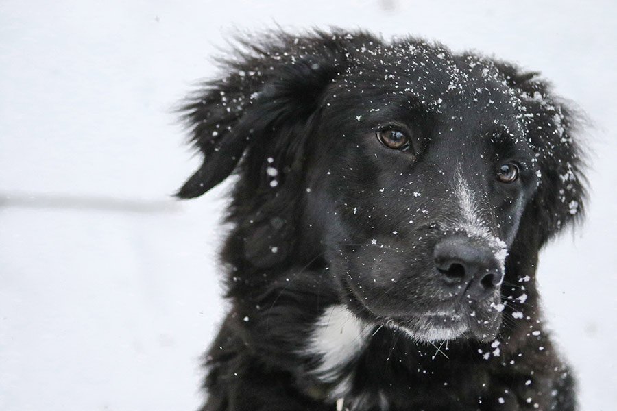 pasear perro frio portada cremascota