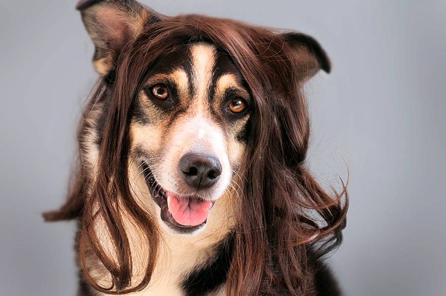 pelo-perro-verano