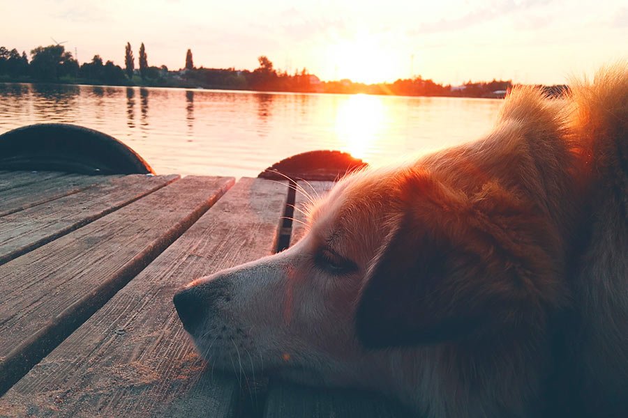 perro calor verano