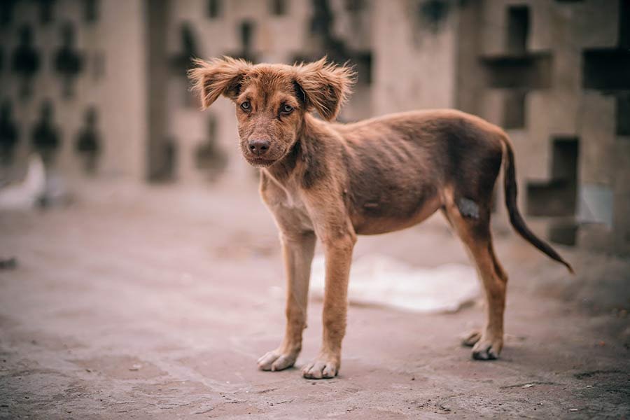 perro-abandonado