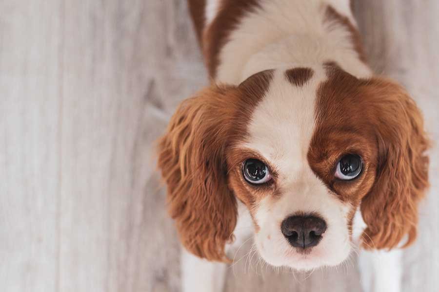 perro-adoptado-adorable
