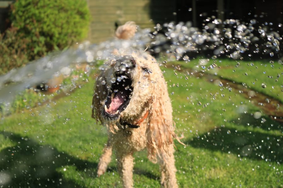 perro-agua-portada