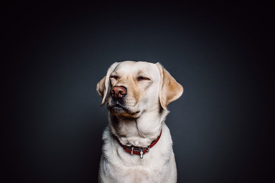 perro alergia portada