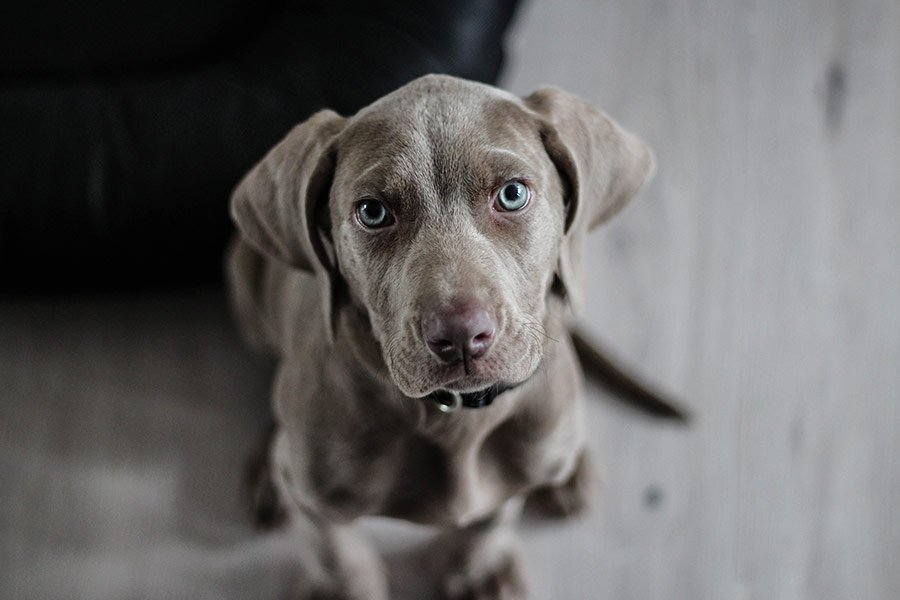 perro-cancer
