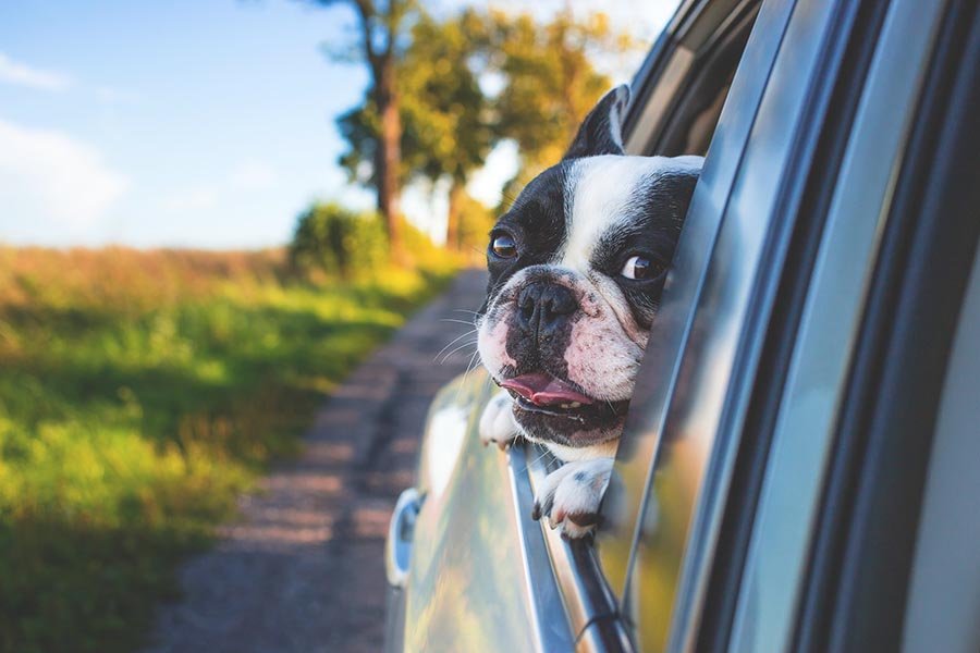 perro en el coche