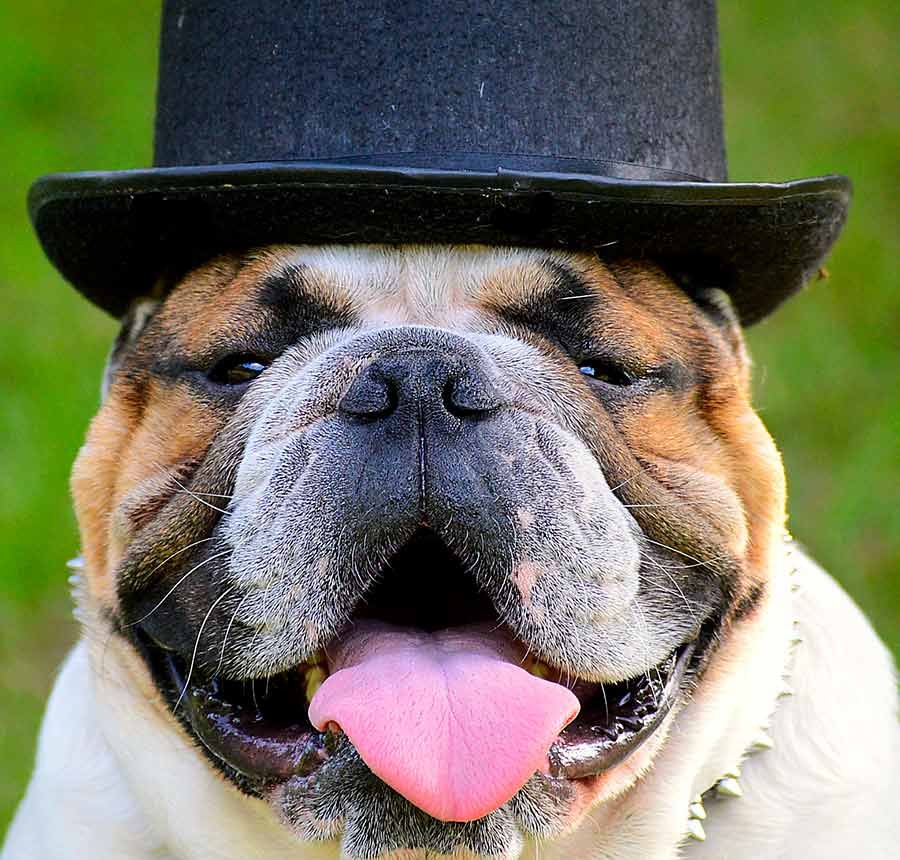 perro fiesta pueblo