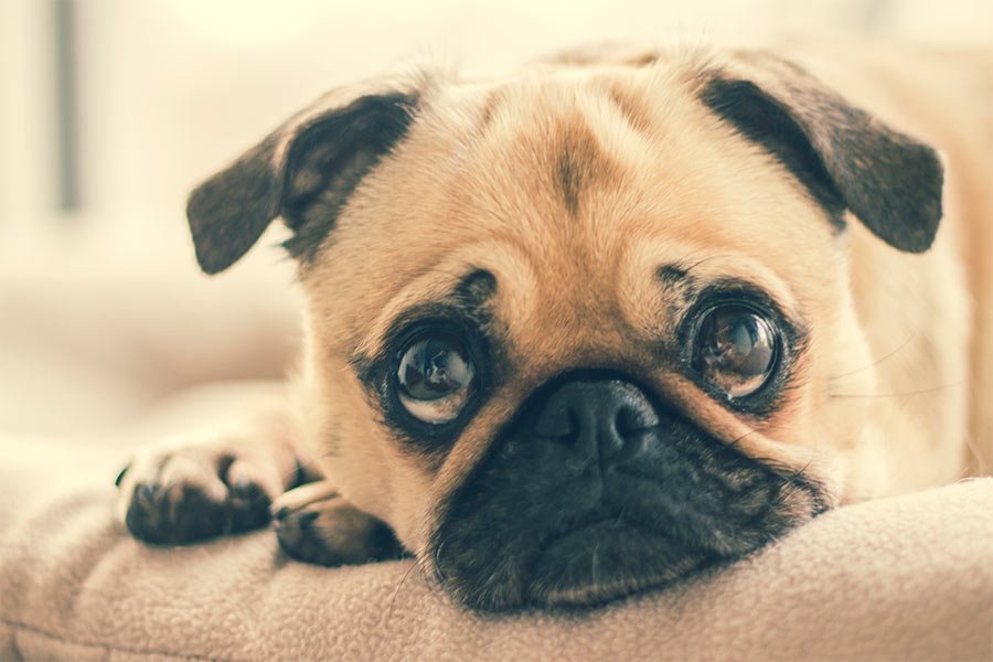 perro-miedo-2