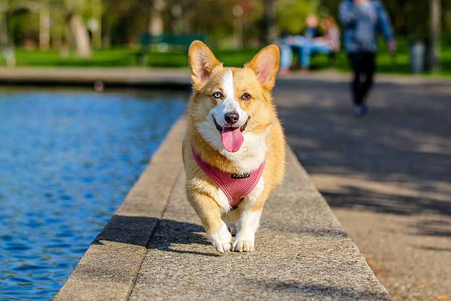 Patas de perro en verano