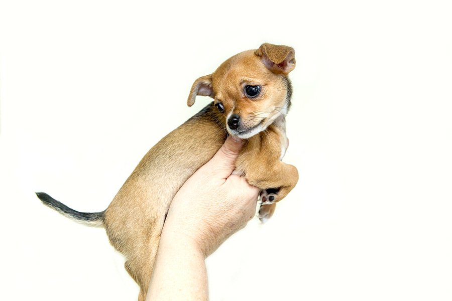 perro-pequeno-portada