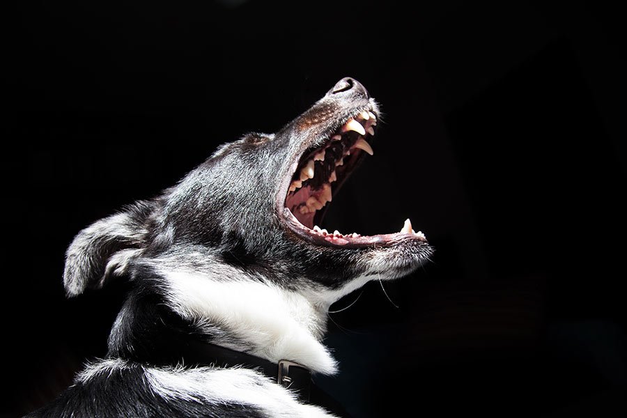 perro-rabia