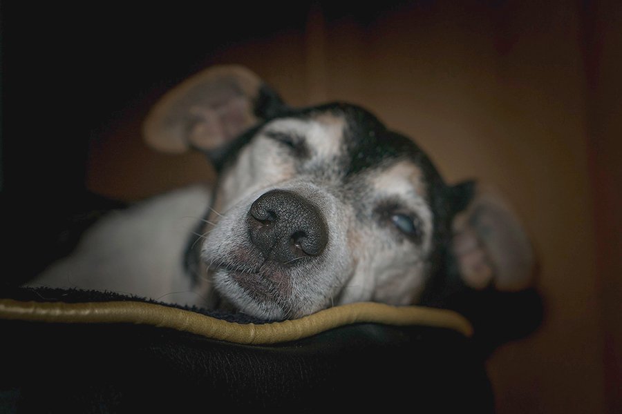 perro-viejo-3
