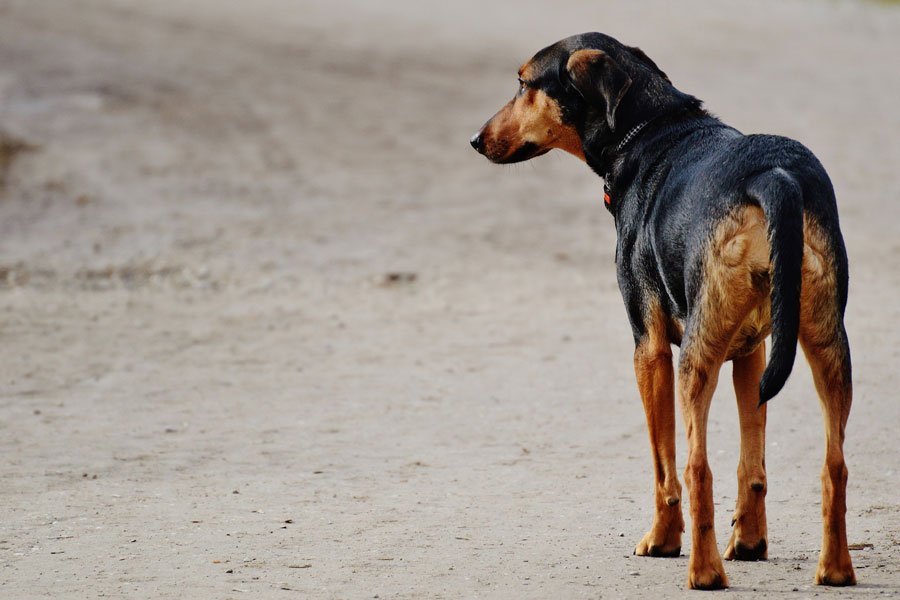 Perro solitario abandonado
