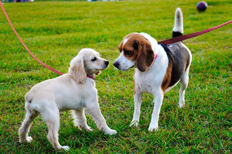 perros-parque