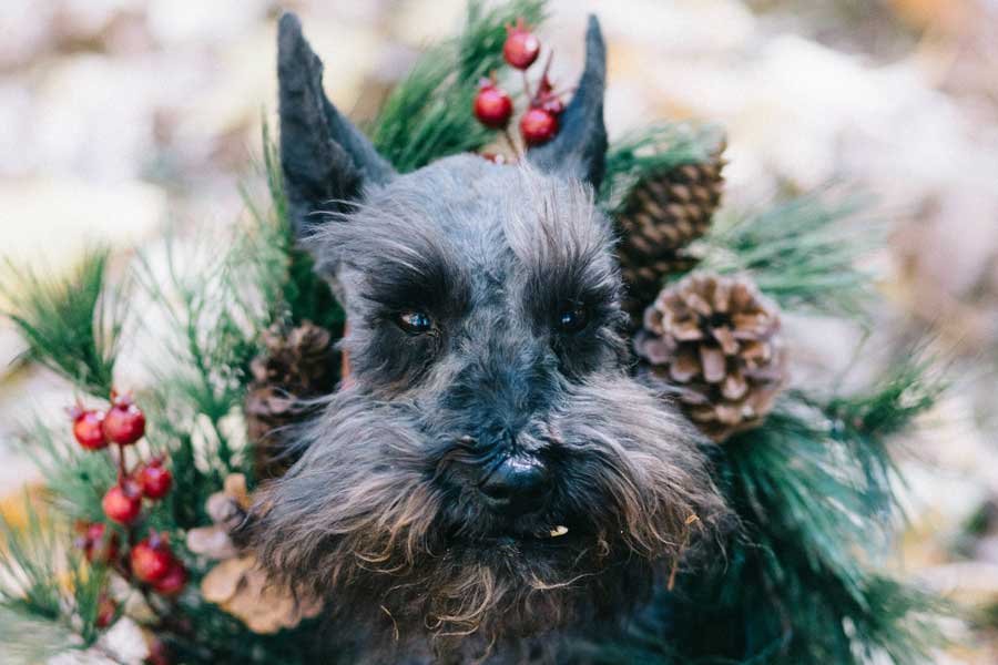 Plantas toxicas navidad