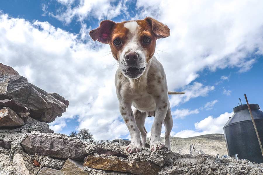 cola perro círculos