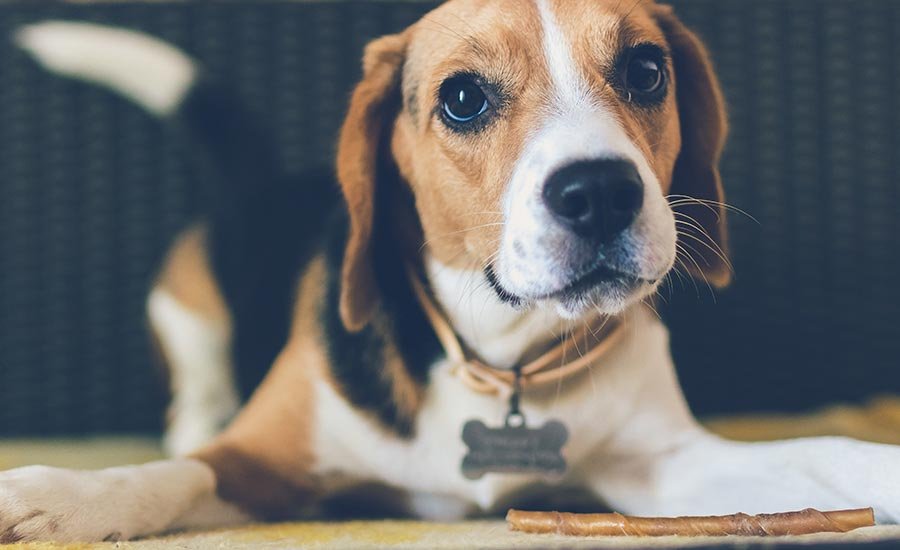 Beagle jugando