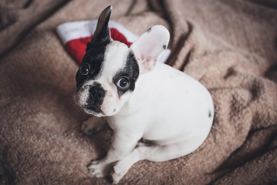 portada-regalos-navidad-perros