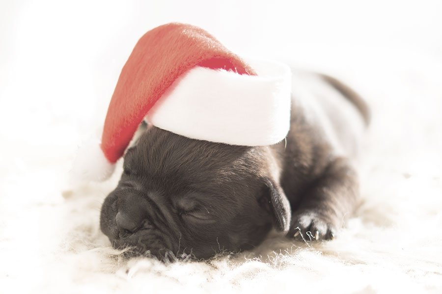 regalar mascotas