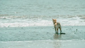 Vacío Legal en Playas para Perros: Multas por Bañarse