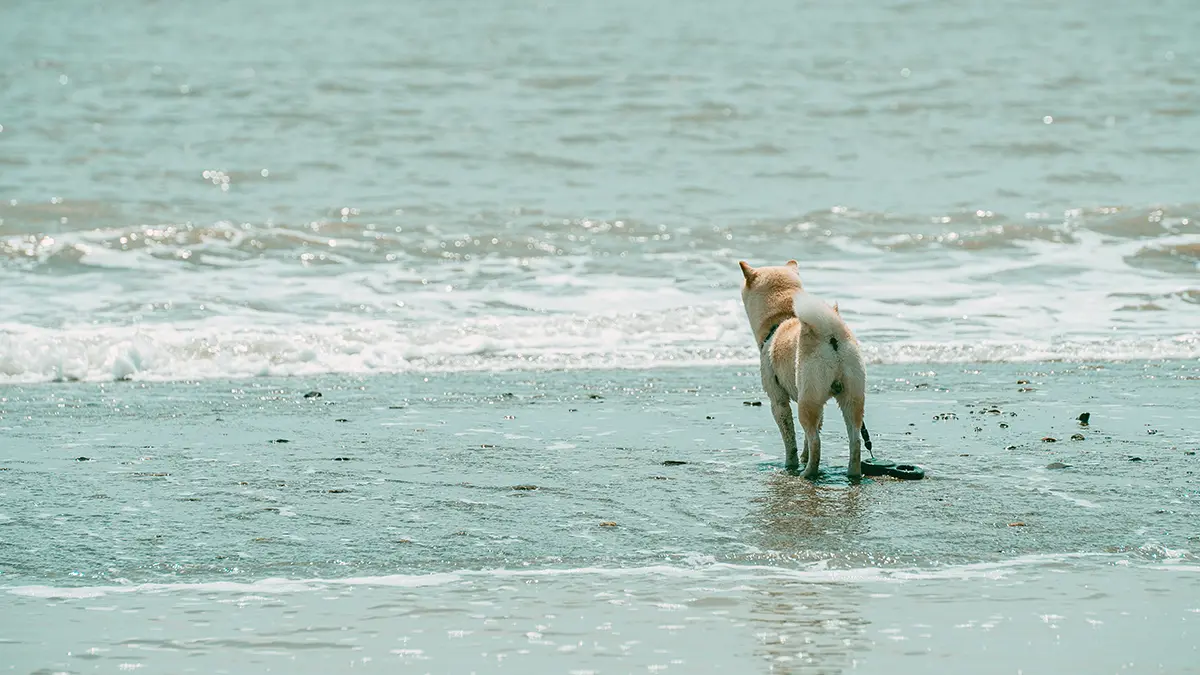 Vacío Legal en Playas para Perros: Multas por Bañarse
