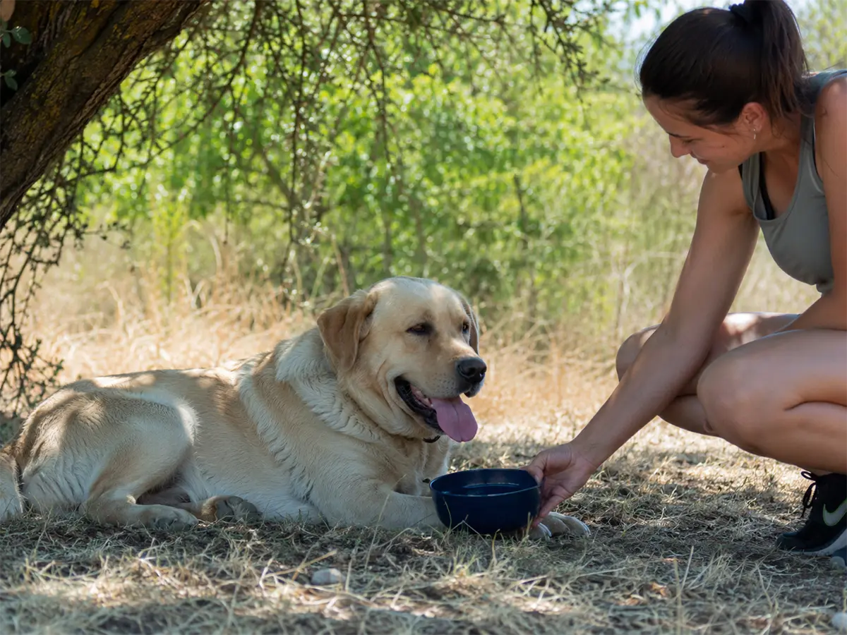 como prevenir golpe de calor en perros