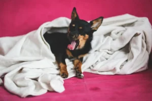 Perro Bosteza cuando le Hablo o lo Abrazo