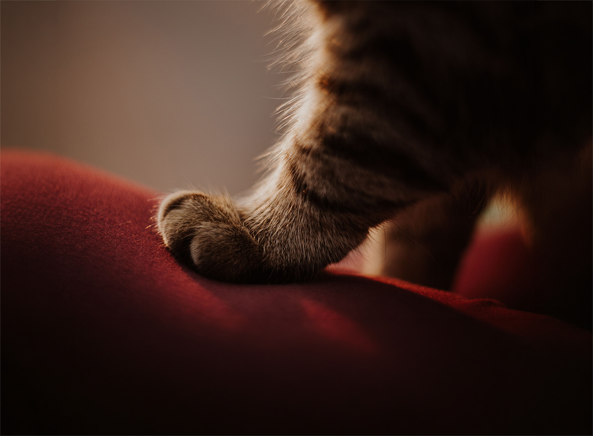 mi gato amasa las mantas, cojines o mi barriga