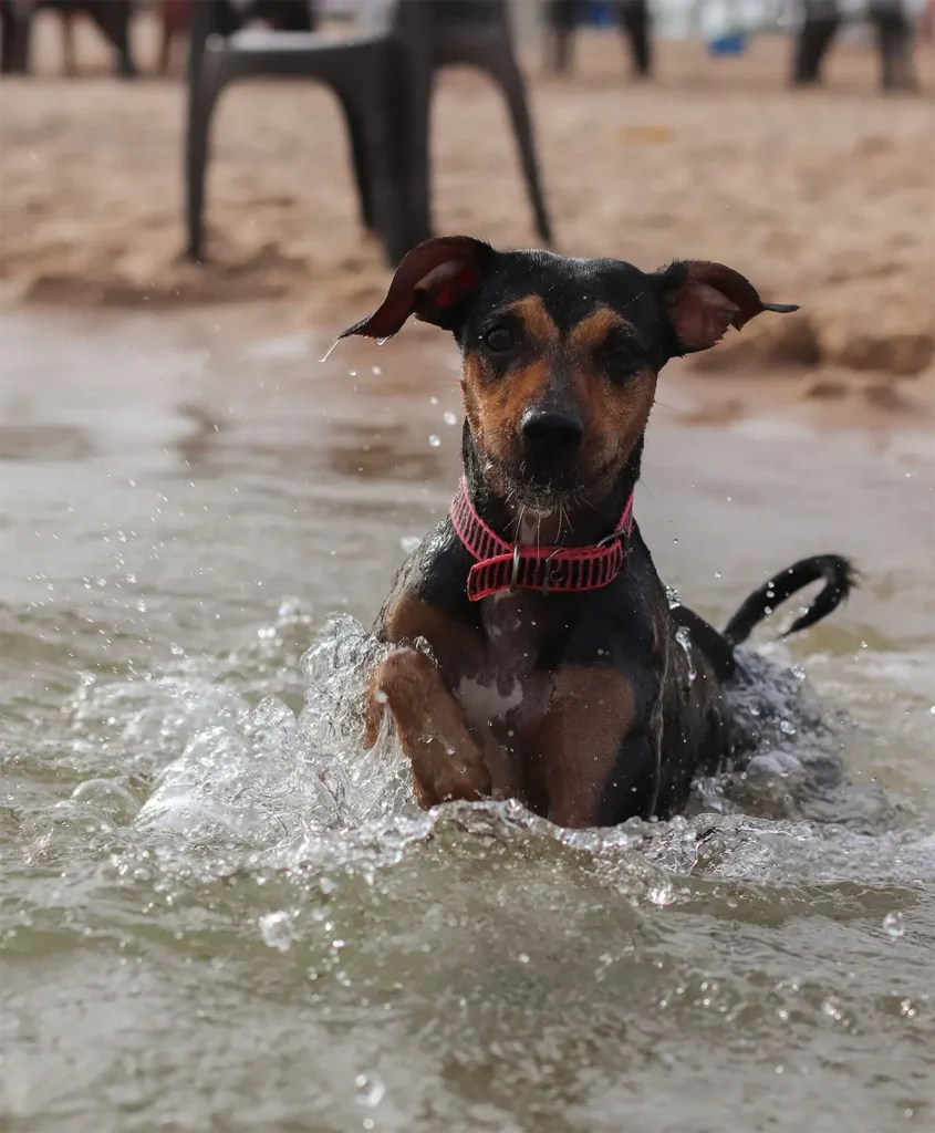 Vacío Legal en Playas para Perros: Multas por Bañarse
