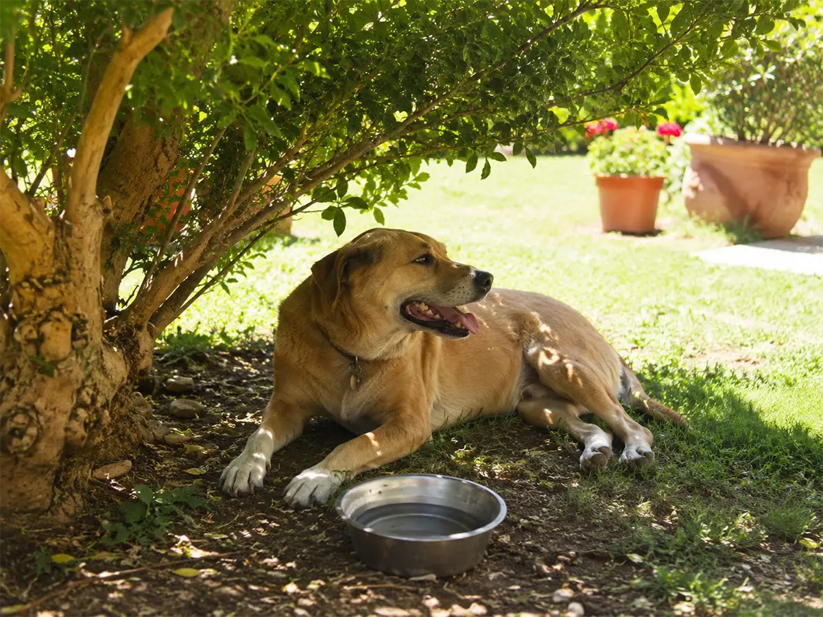 golpe de calor en perros