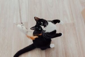 por que mi gato amasa