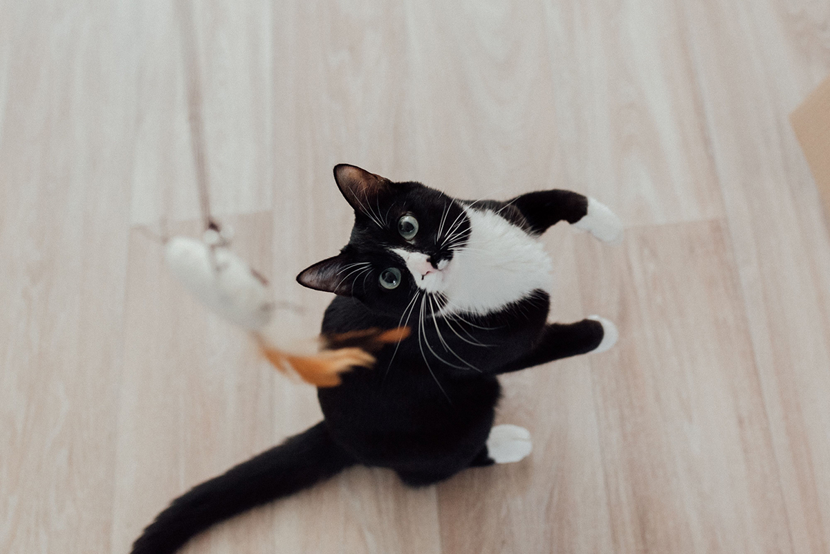 por que mi gato amasa