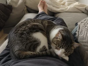 por qué mi gato duerme encima de mí