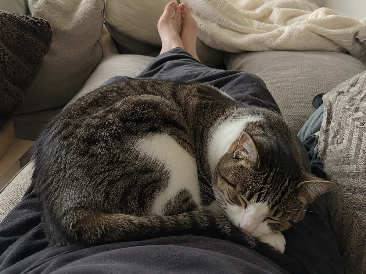 por qué mi gato duerme encima de mí