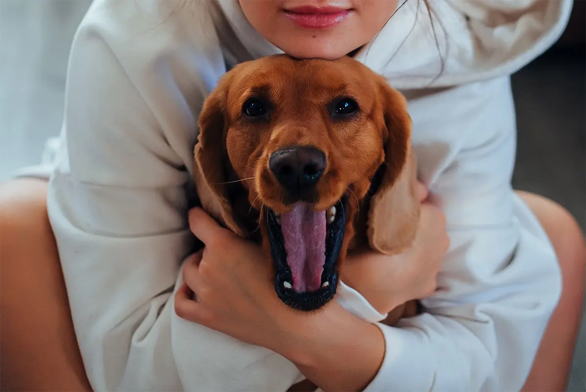mi perro bosteza cuando le hablo o lo abrazo