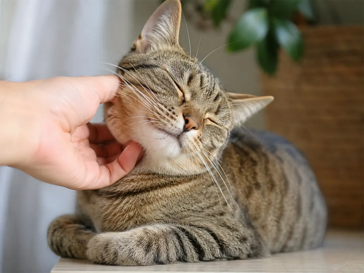 Gato girando la cabeza cuando una persona lo acaricia
