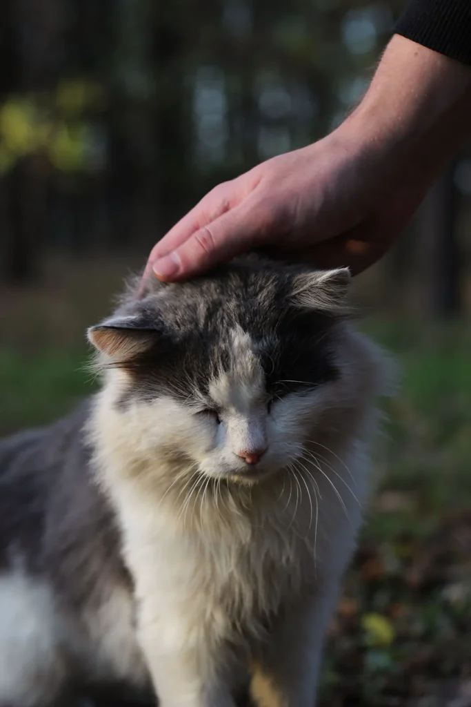 Gato mayor recibiendo caricias suaves en una zona que tolera bien