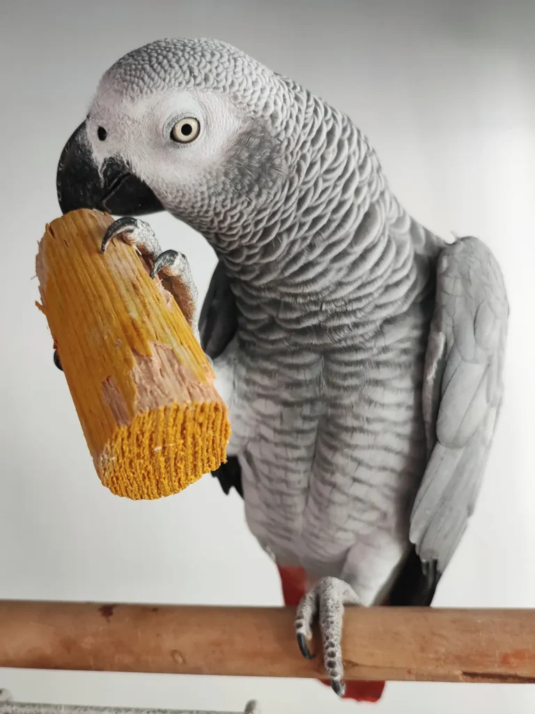 Loro explorando un juguete de enriquecimiento en un entorno seguro