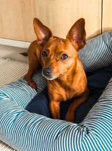 Perro rascando y acomodando su cama antes de dormir