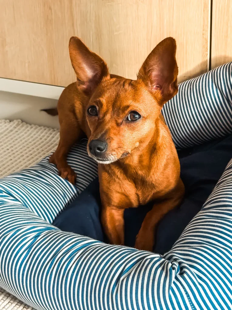 Perro rascando y acomodando su cama antes de dormir